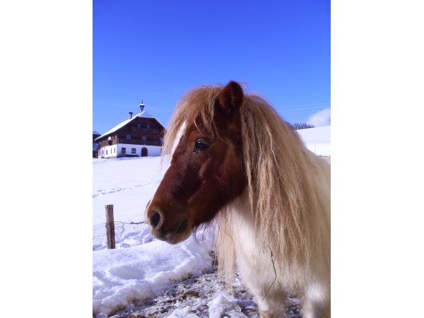 Im winter mini pony für Kinder